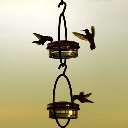 🔥Summer Hot Sale 49% OFF🔥Hummble Slim Hummingbird Feeder