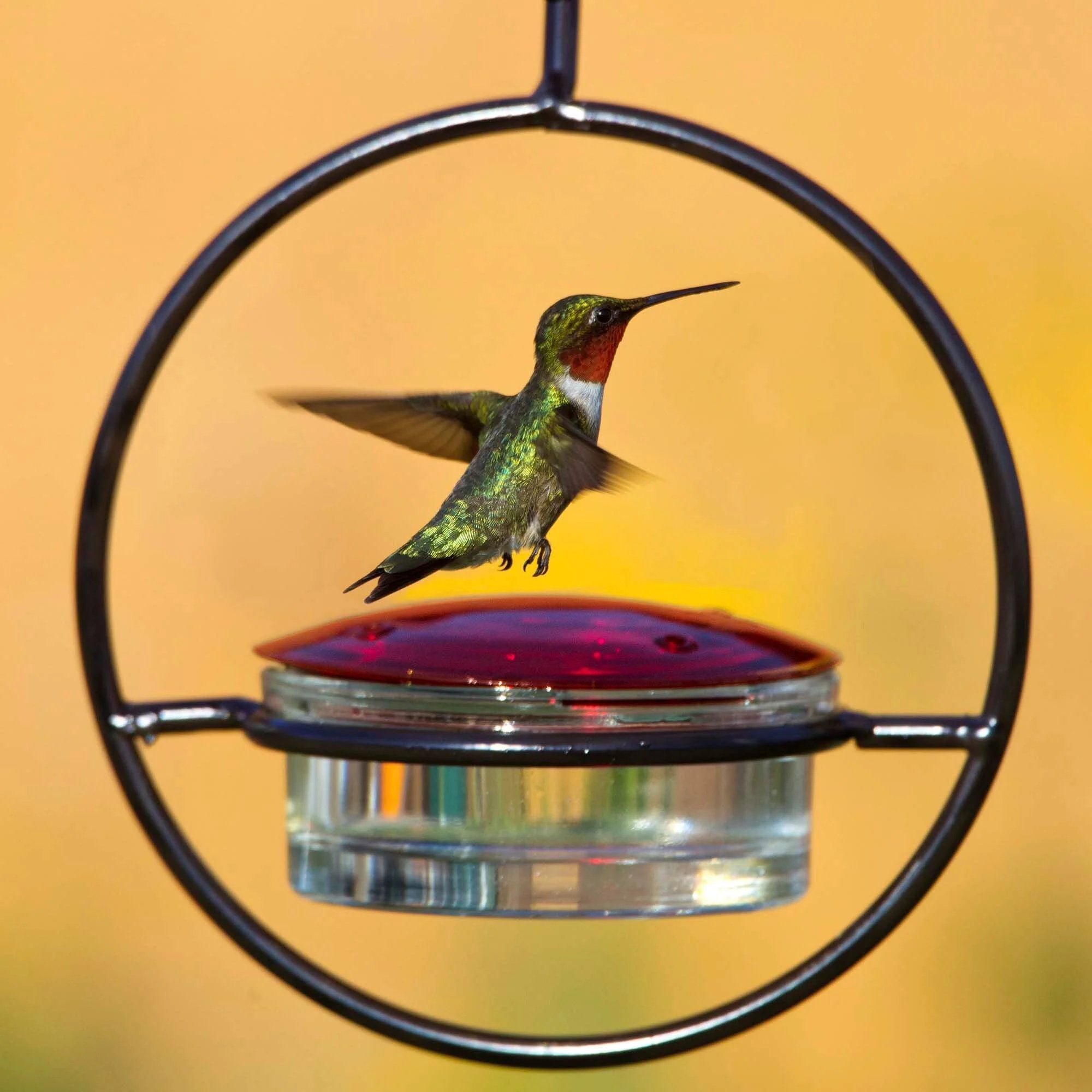 🔥Summer Hot Sale 49% OFF🔥Hummble Slim Hummingbird Feeder